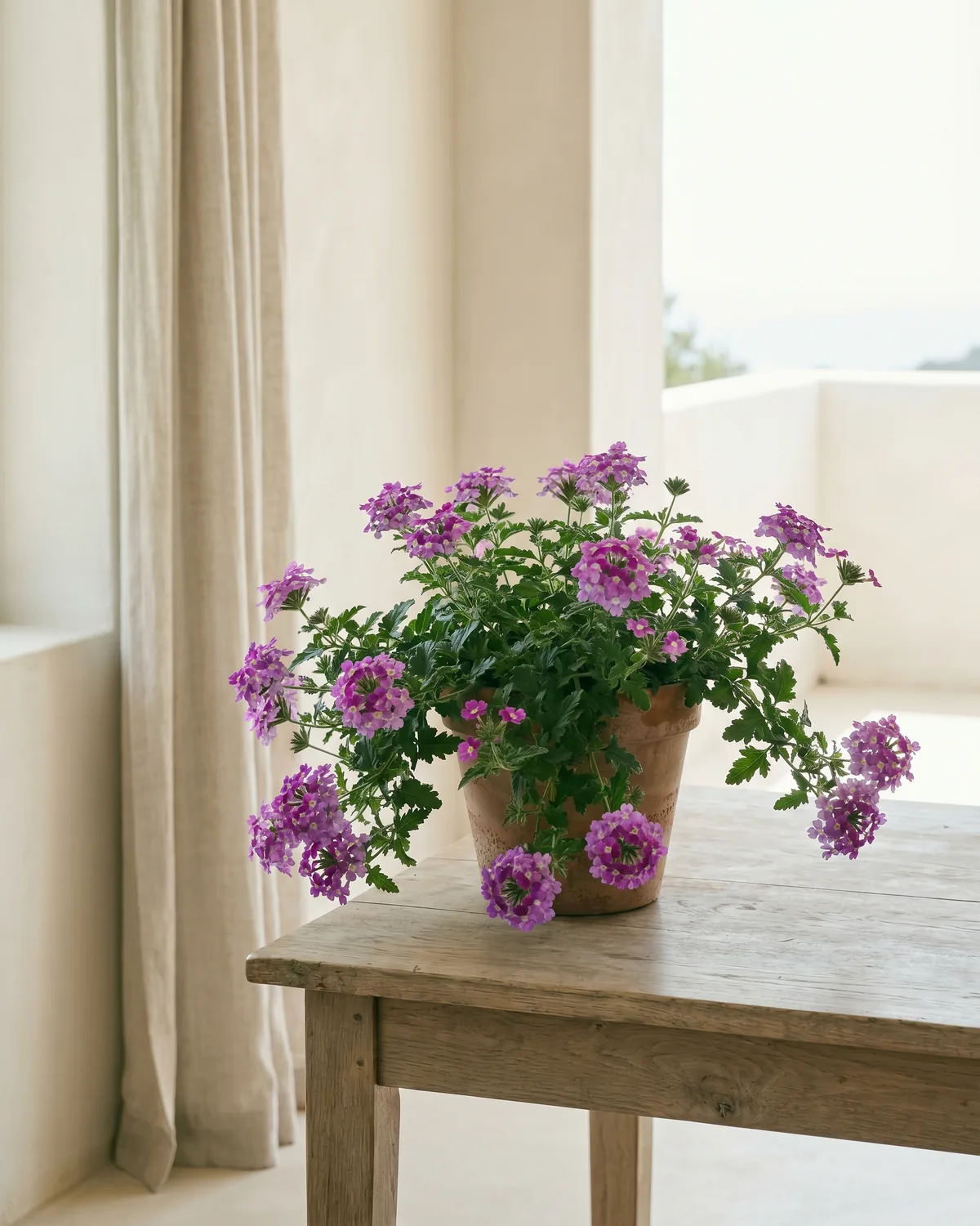 Garten-Verbene – Hauptbild