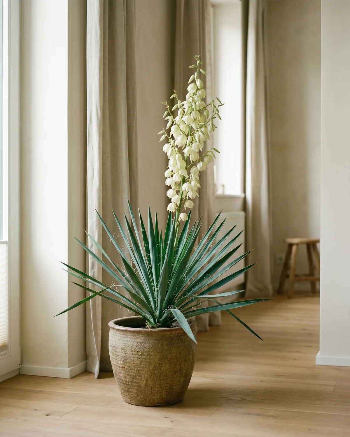 Garten-Yucca – Hauptbild