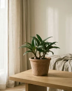 Gefleckte Drimiopsis – hero