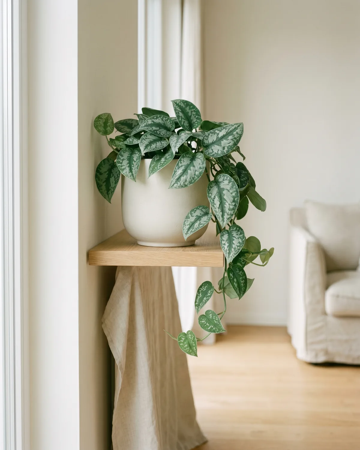 Gefleckter Schlingenspot – Hauptbild