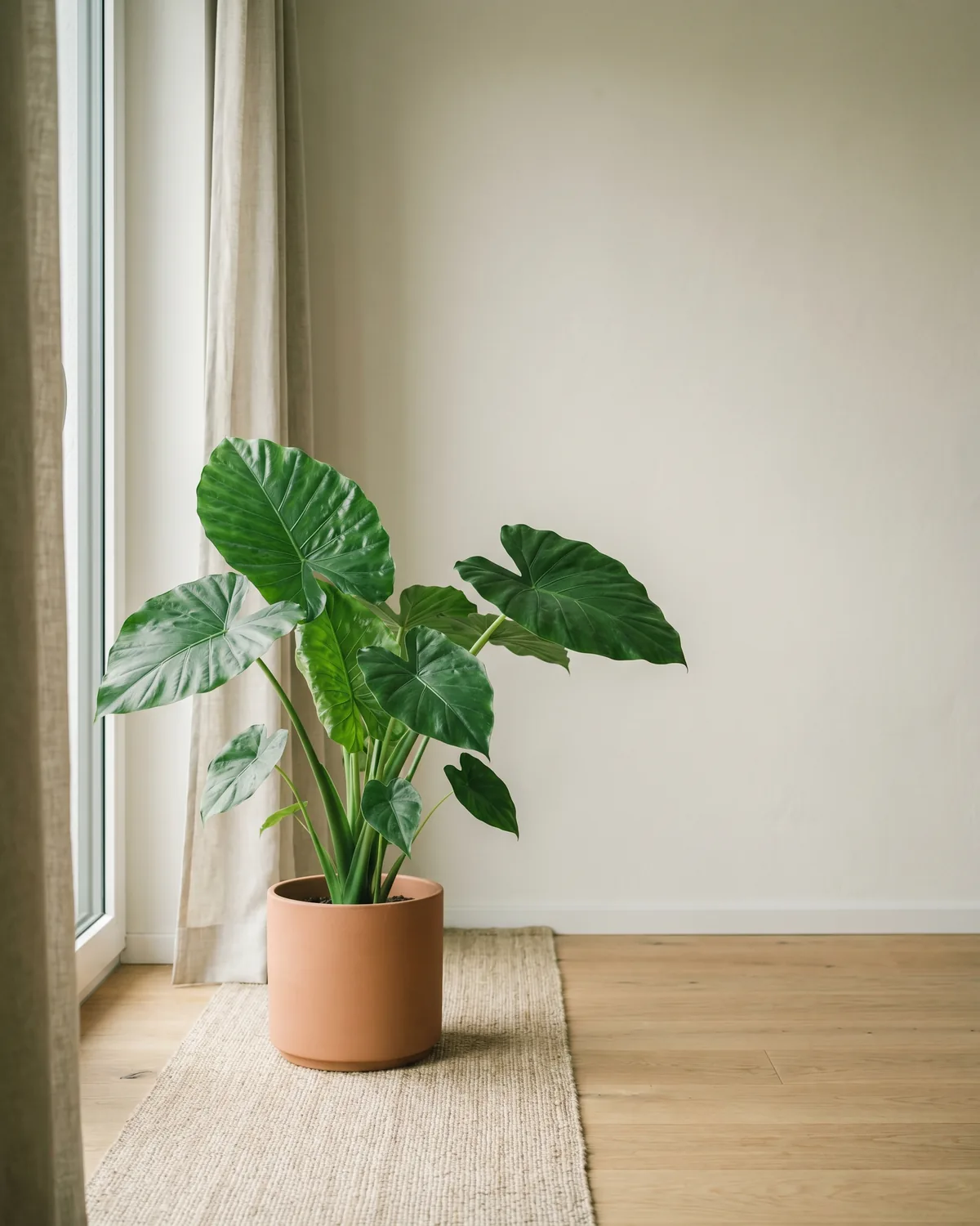 Gekieltes Pfeilblatt – Hauptbild