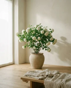 Gemeiner Schneeball – hero