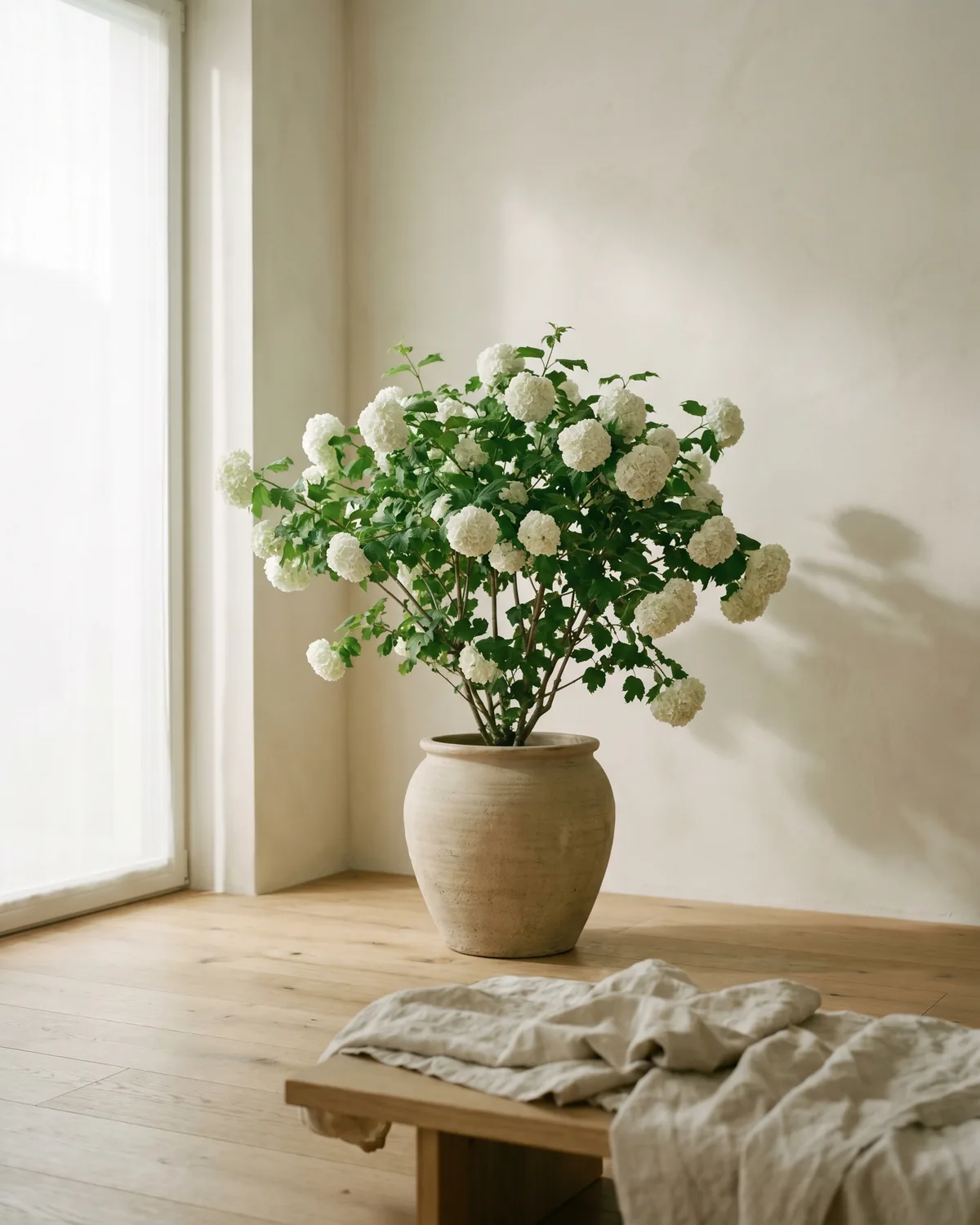 Gemeiner Schneeball – Hauptbild