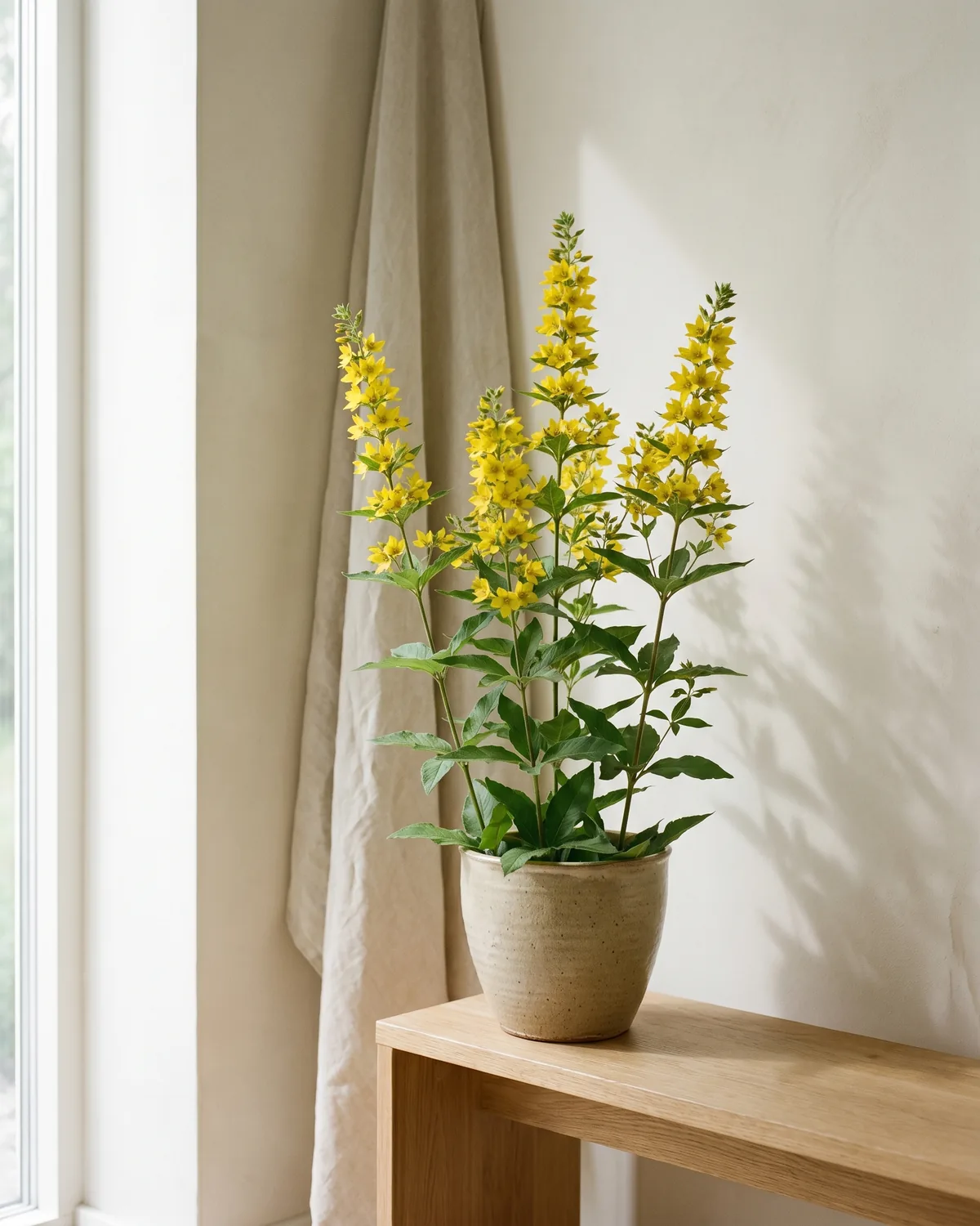 Gewöhnlicher Gilbweiderich – Hauptbild