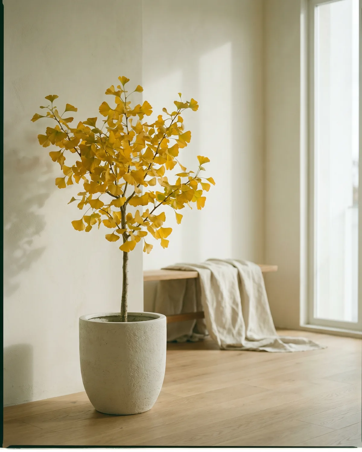 Ginkgo – Hauptbild