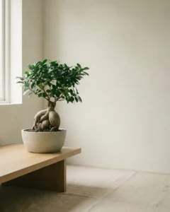 Ginseng-Feige – hero