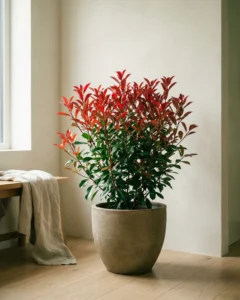 Glanzmispel – hero