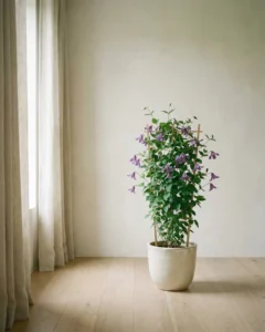 Glocken-Clematis – hero