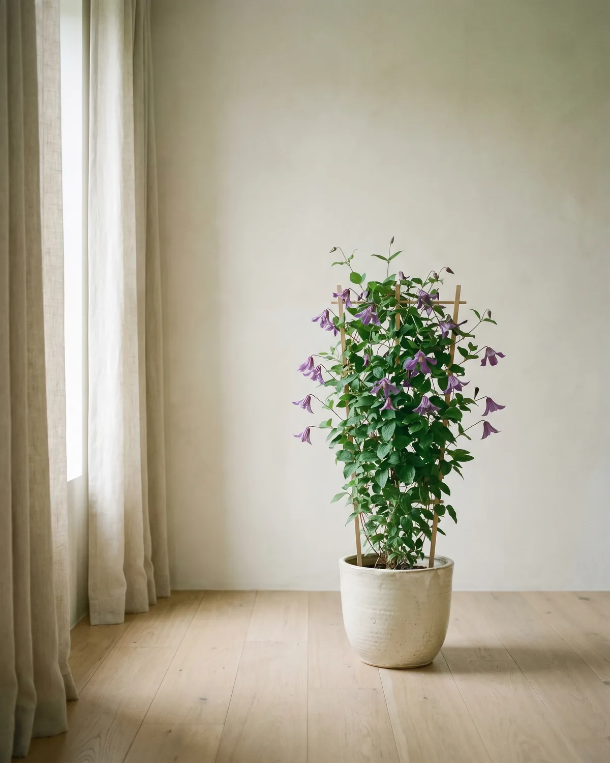 Glocken-Clematis – Hauptbild