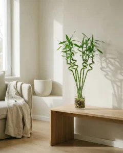 Glücksbambus – hero