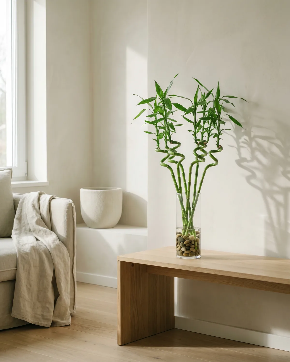 Glücksbambus – Hauptbild