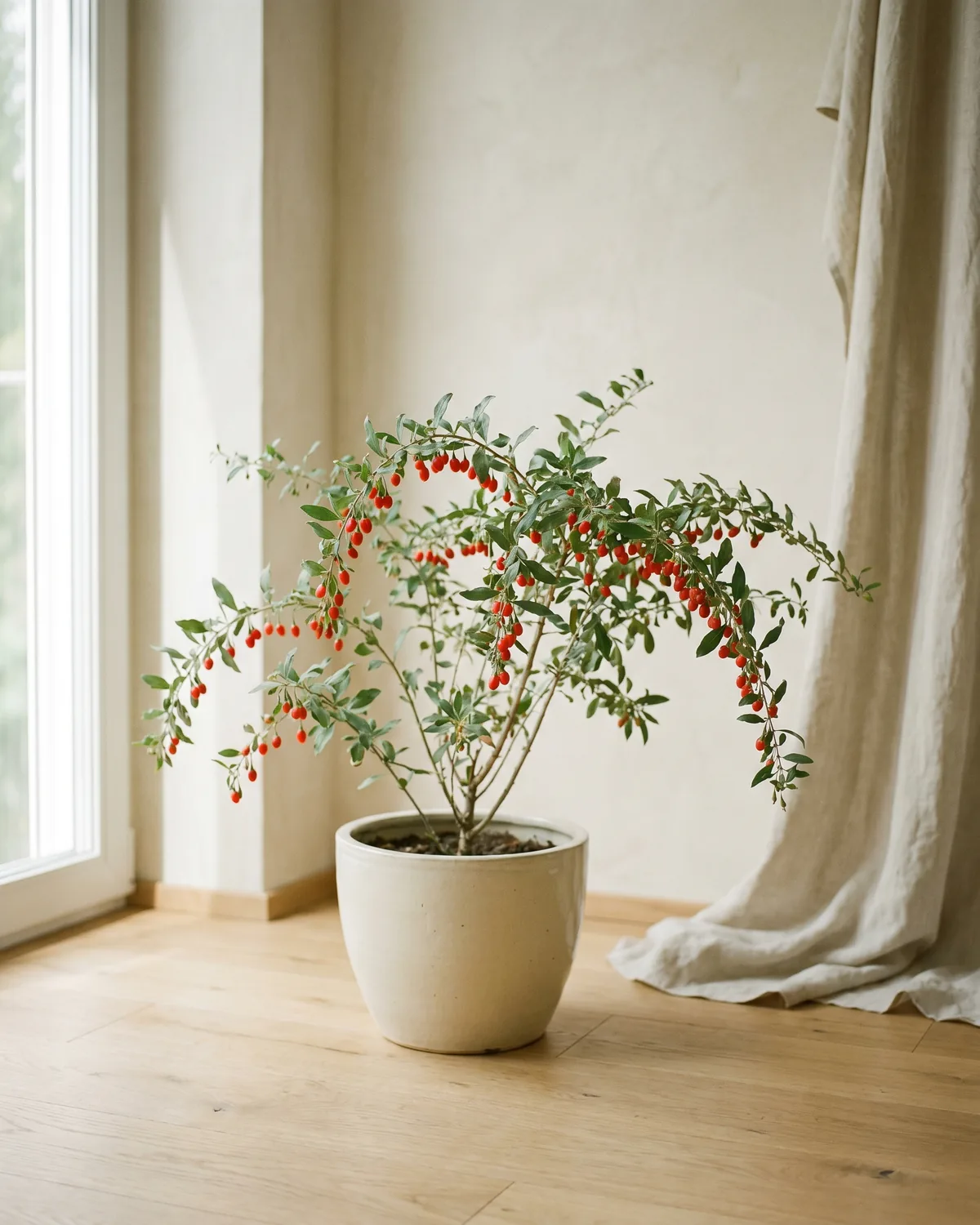 Goji-Beere – Hauptbild