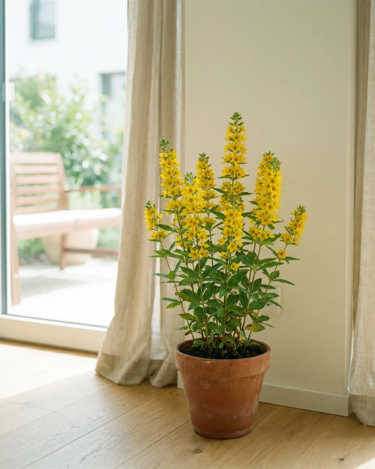 Goldfelberich – Hauptbild