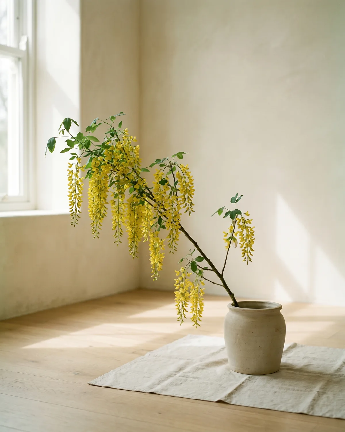 Goldregen – Hauptbild