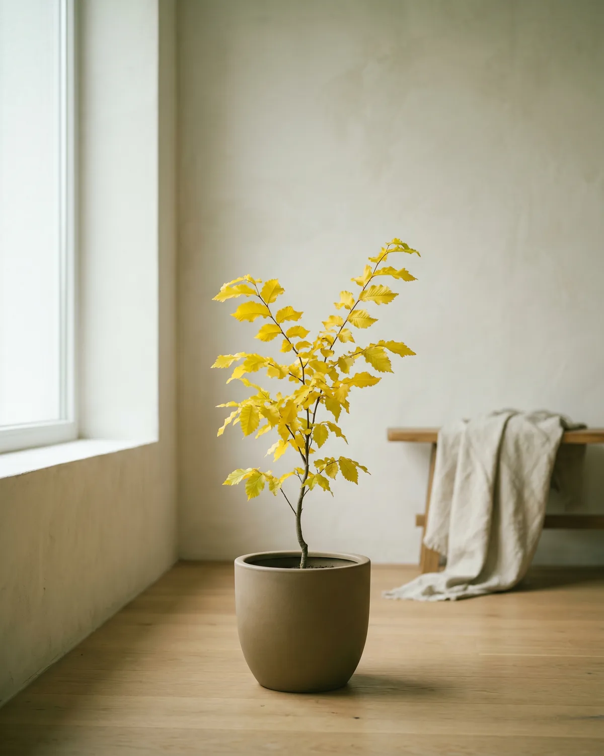 Goldulme – Hauptbild