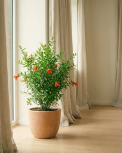 Granatapfel – hero