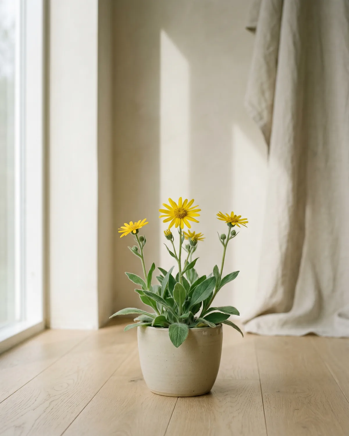 Arnika – Hauptbild