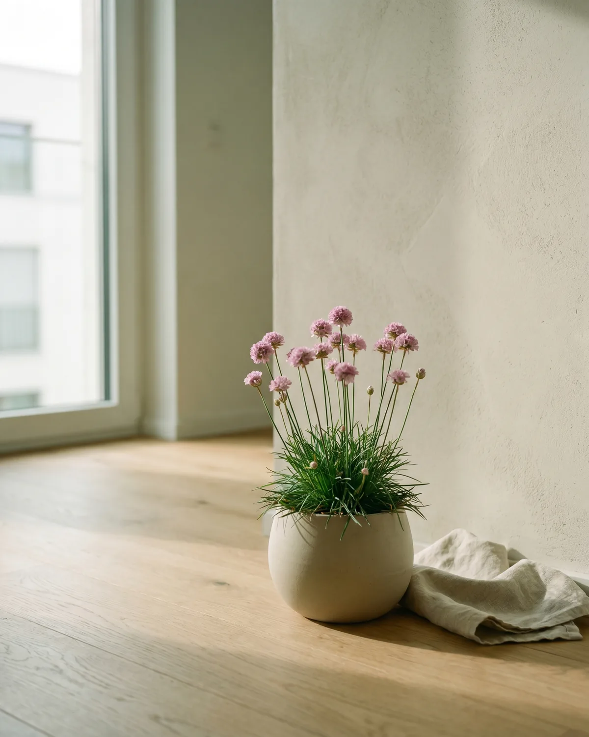 Grasnelke – Hauptbild