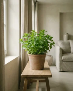 Grüne Minze – hero