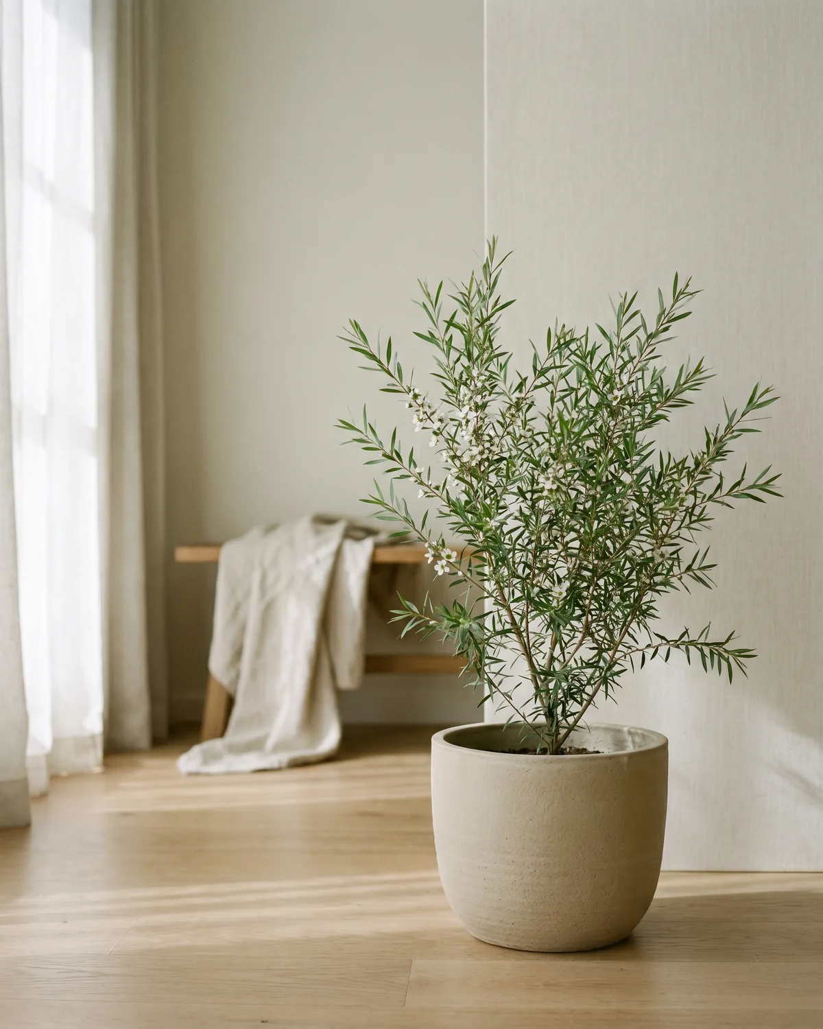 Australisches Zitronenblatt – Hauptbild