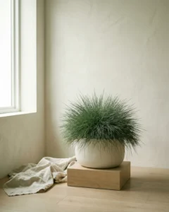 Bärenfell-Schwingel – hero