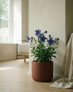 Ballonblume – hero