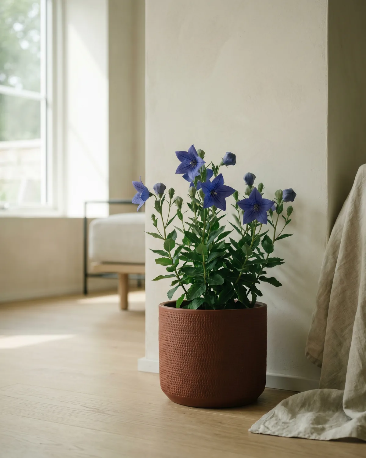 Ballonblume – Hauptbild