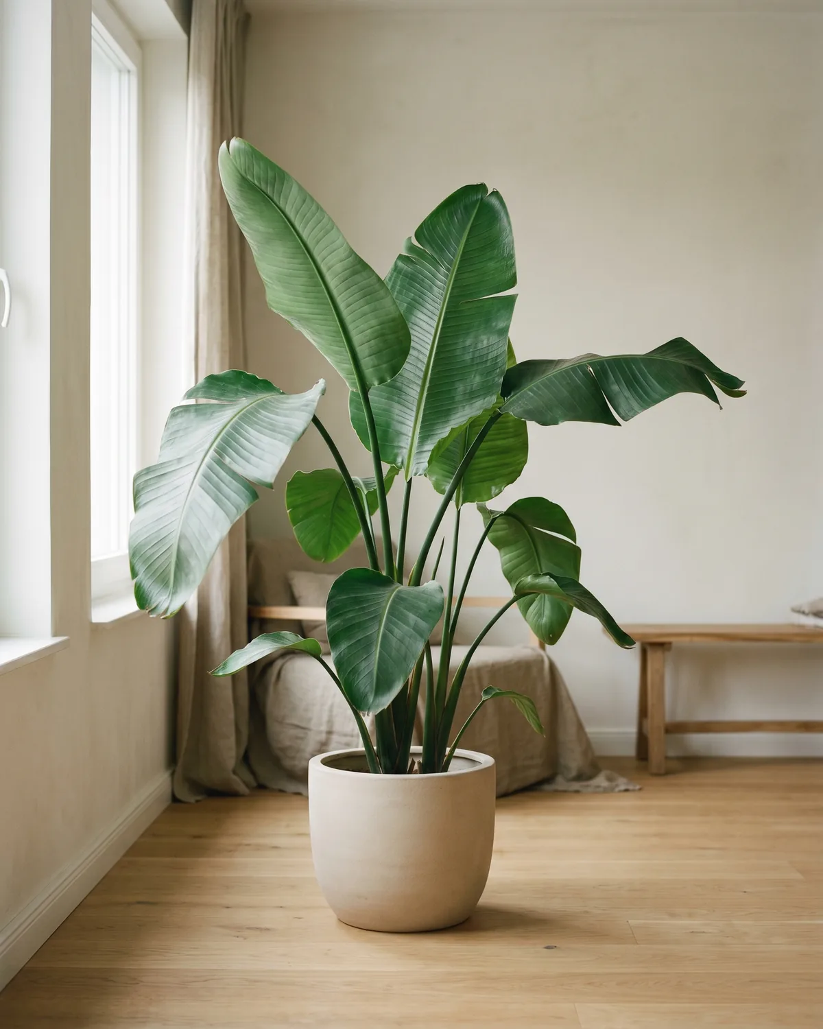 Bananenstaude – Hauptbild