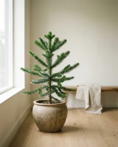 Affenschwanzbaum – hero