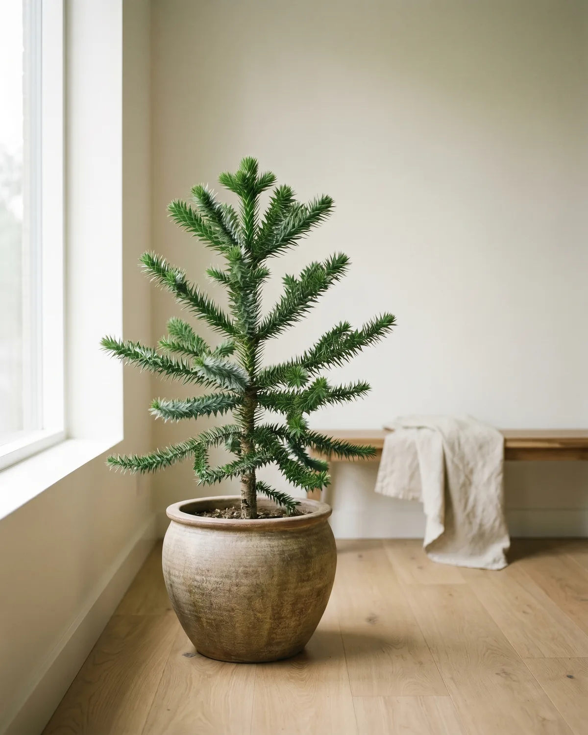 Affenschwanzbaum – Hauptbild