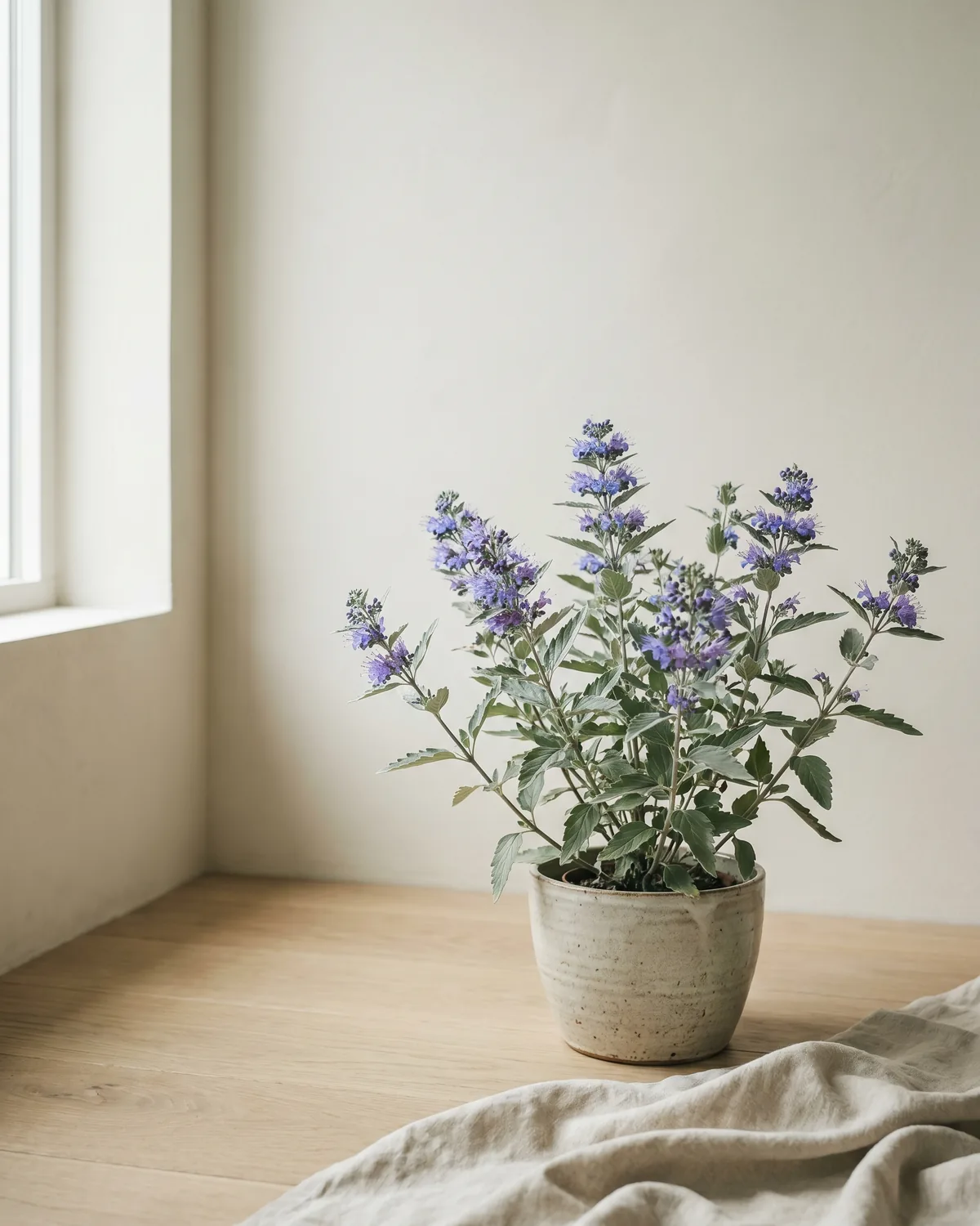 Bartblume – Hauptbild