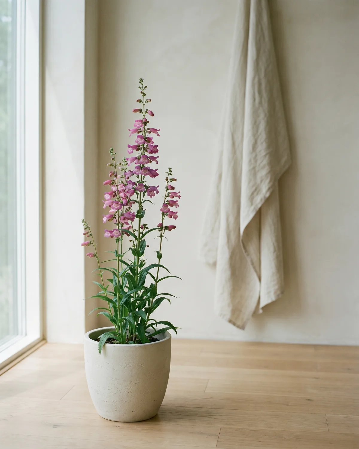 Bartfaden – Hauptbild