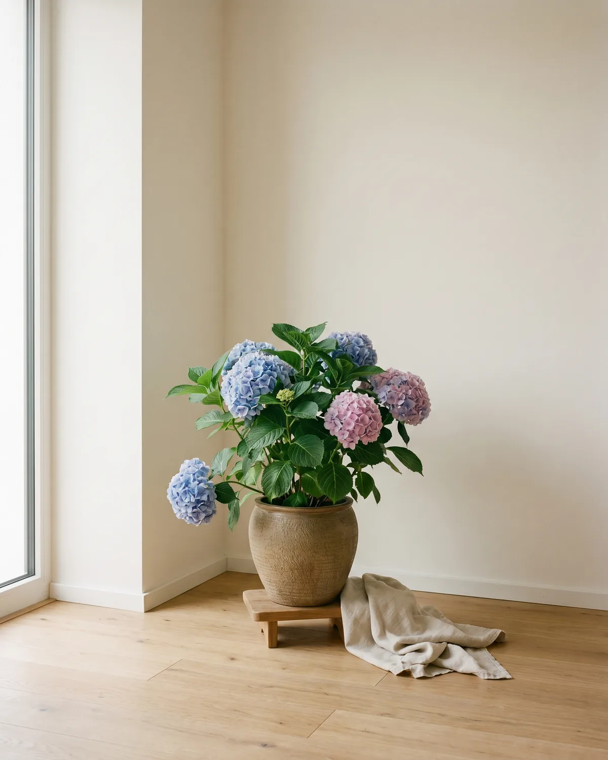 Bauernhortensie – Hauptbild