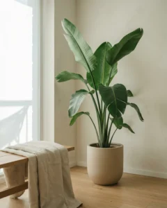 Baum-Strelitzie – hero