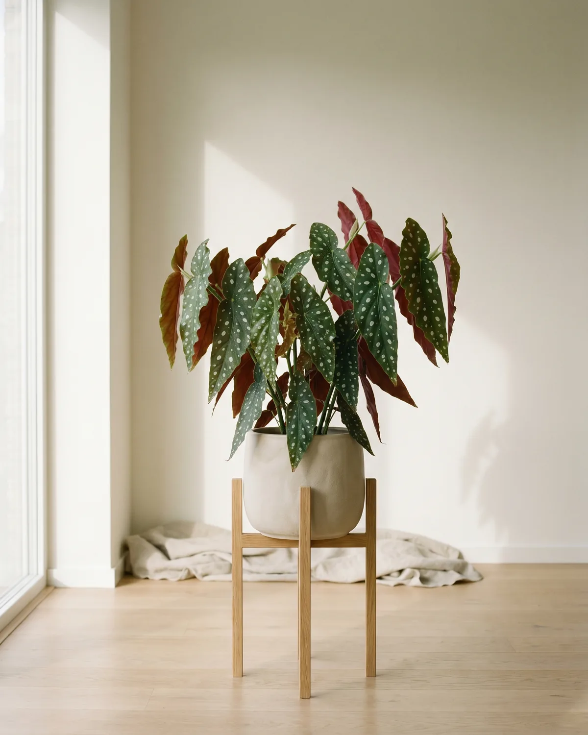 Begonie – Hauptbild