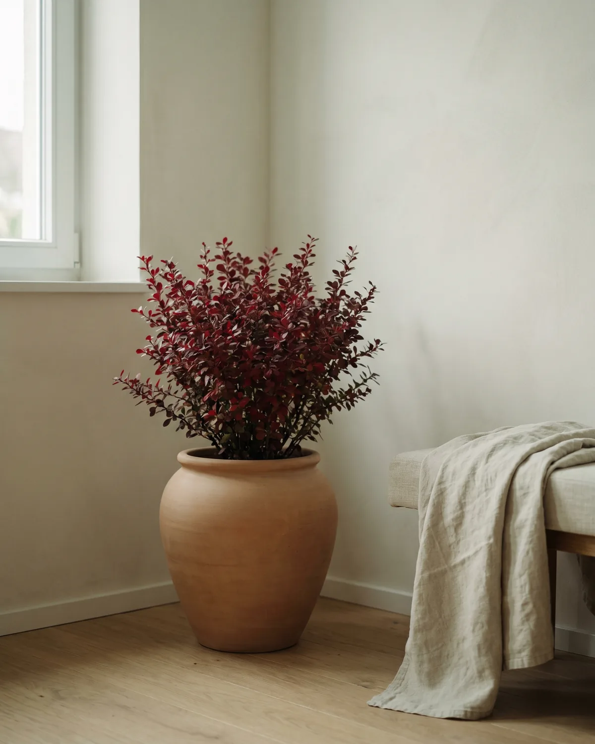 Berberitze – Hauptbild