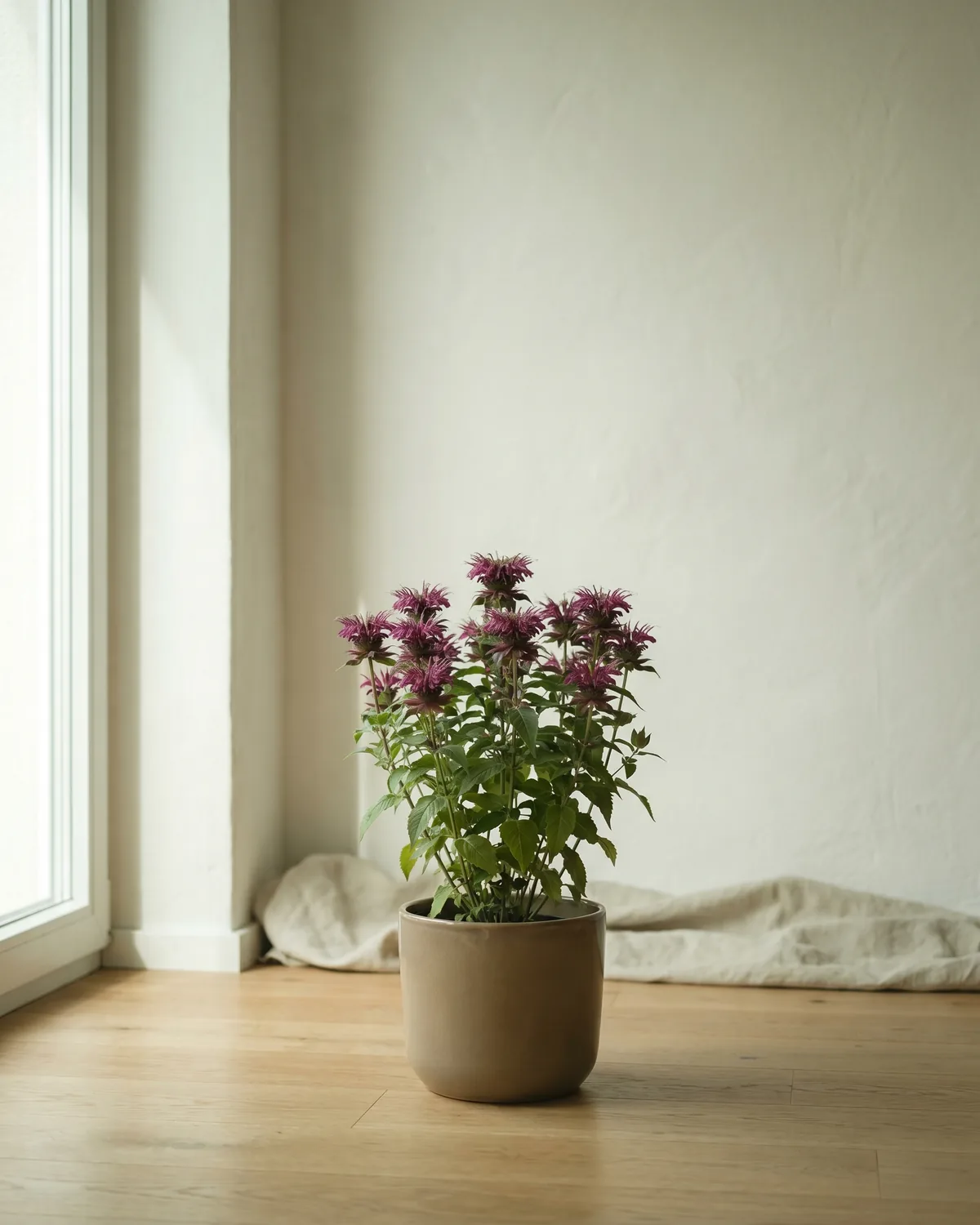 Bergamotte – Hauptbild