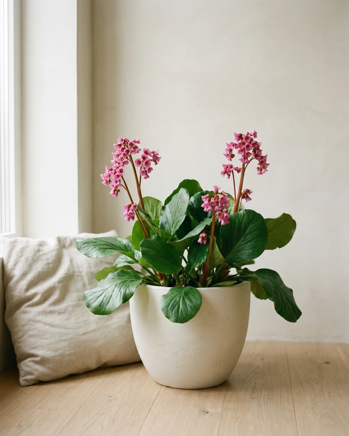 Bergenie – Hauptbild