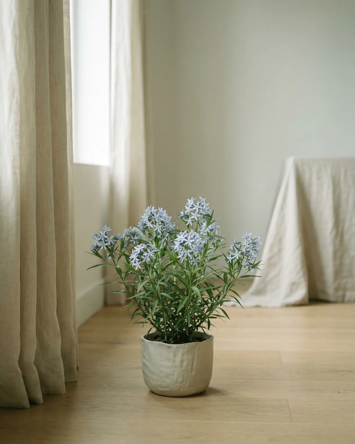 Bienenstern – Hauptbild