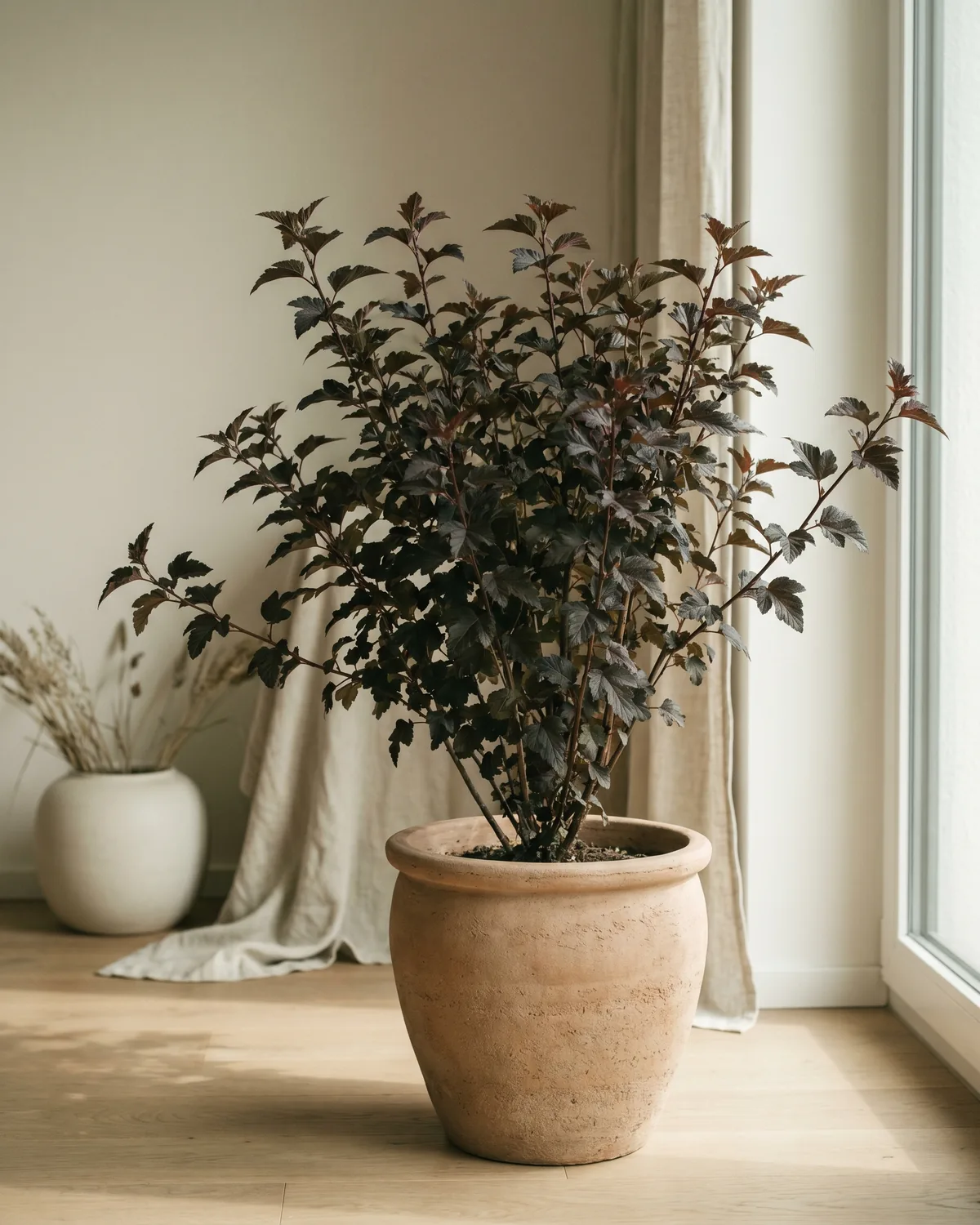 Blasenspiere – Hauptbild