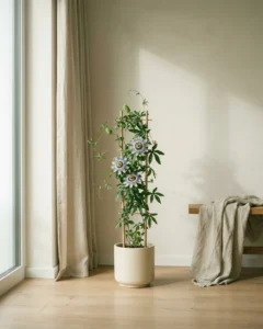 Blaue Passionsblume – hero