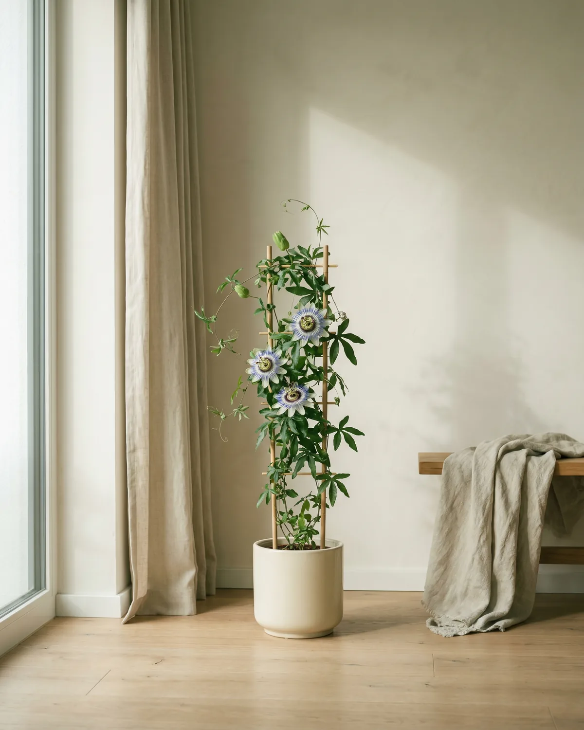 Blaue Passionsblume – Hauptbild