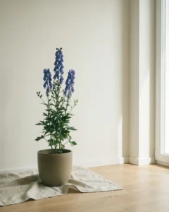 Blauer Eisenhut – hero