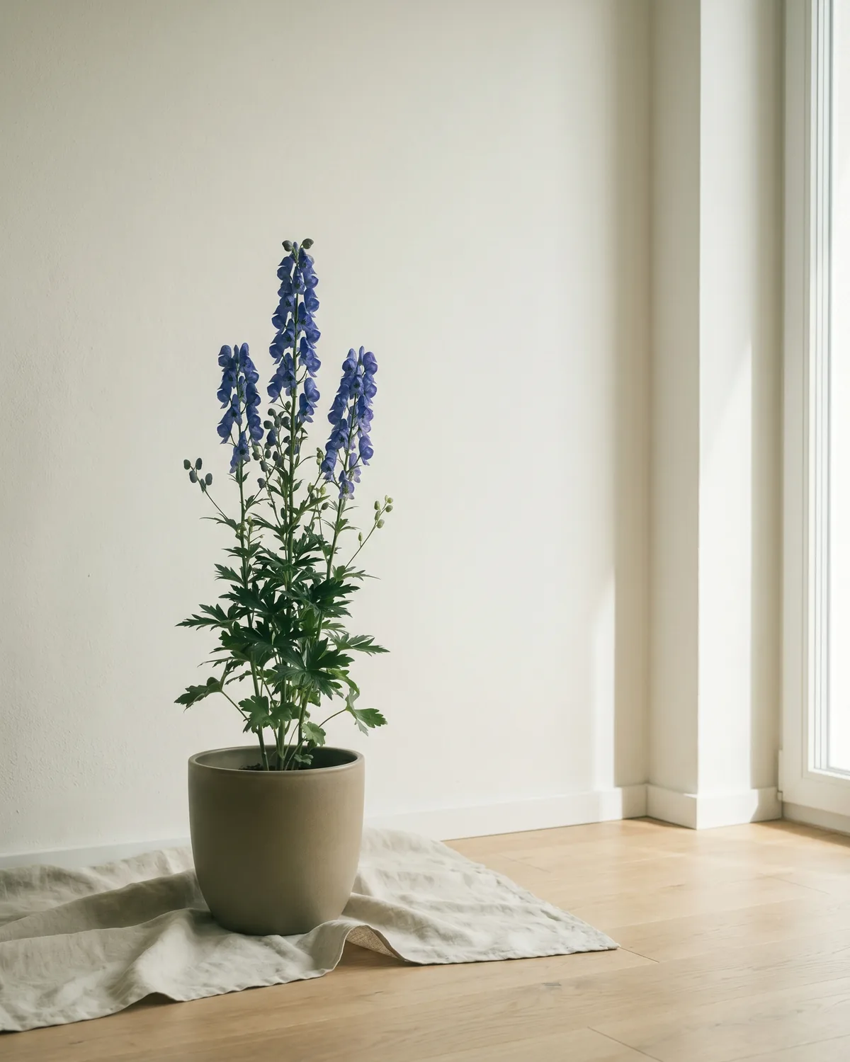 Blauer Eisenhut – Hauptbild