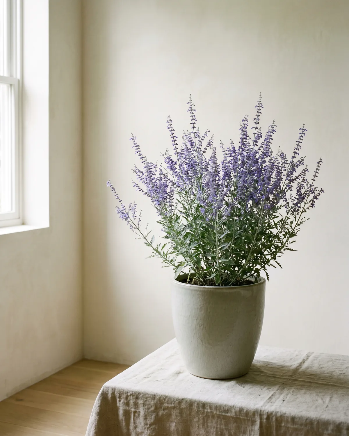 Blauraute – Hauptbild