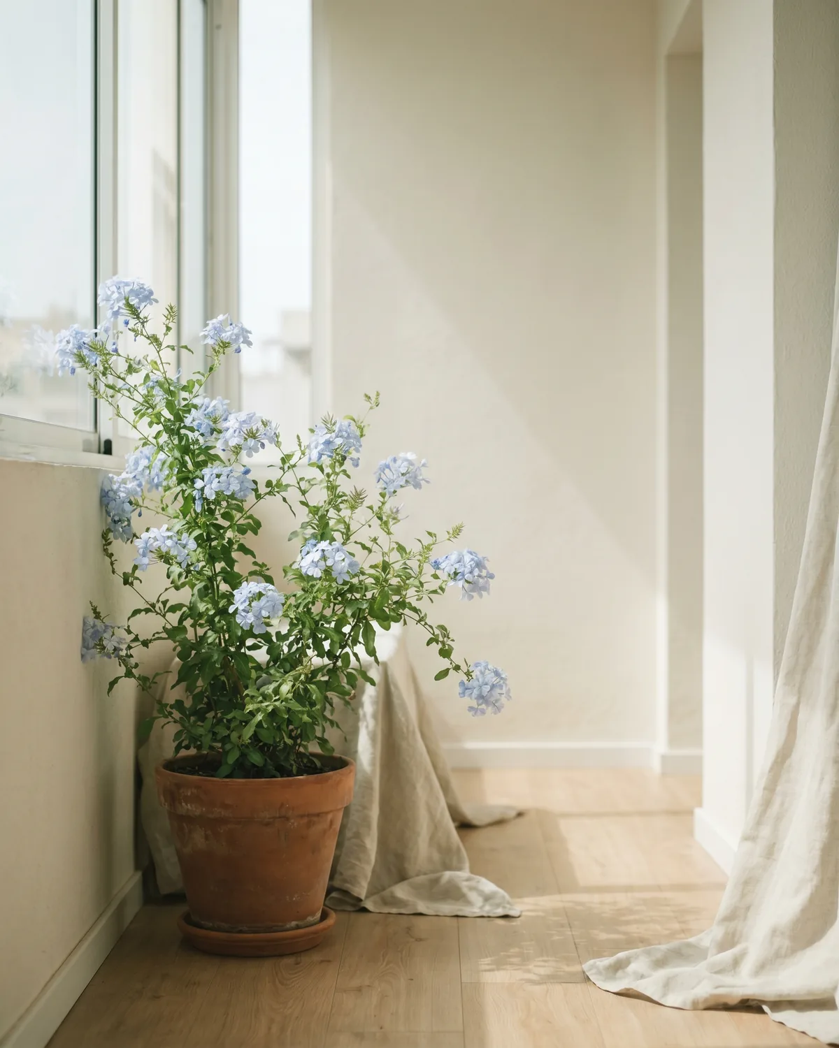 Bleiwurz – Hauptbild