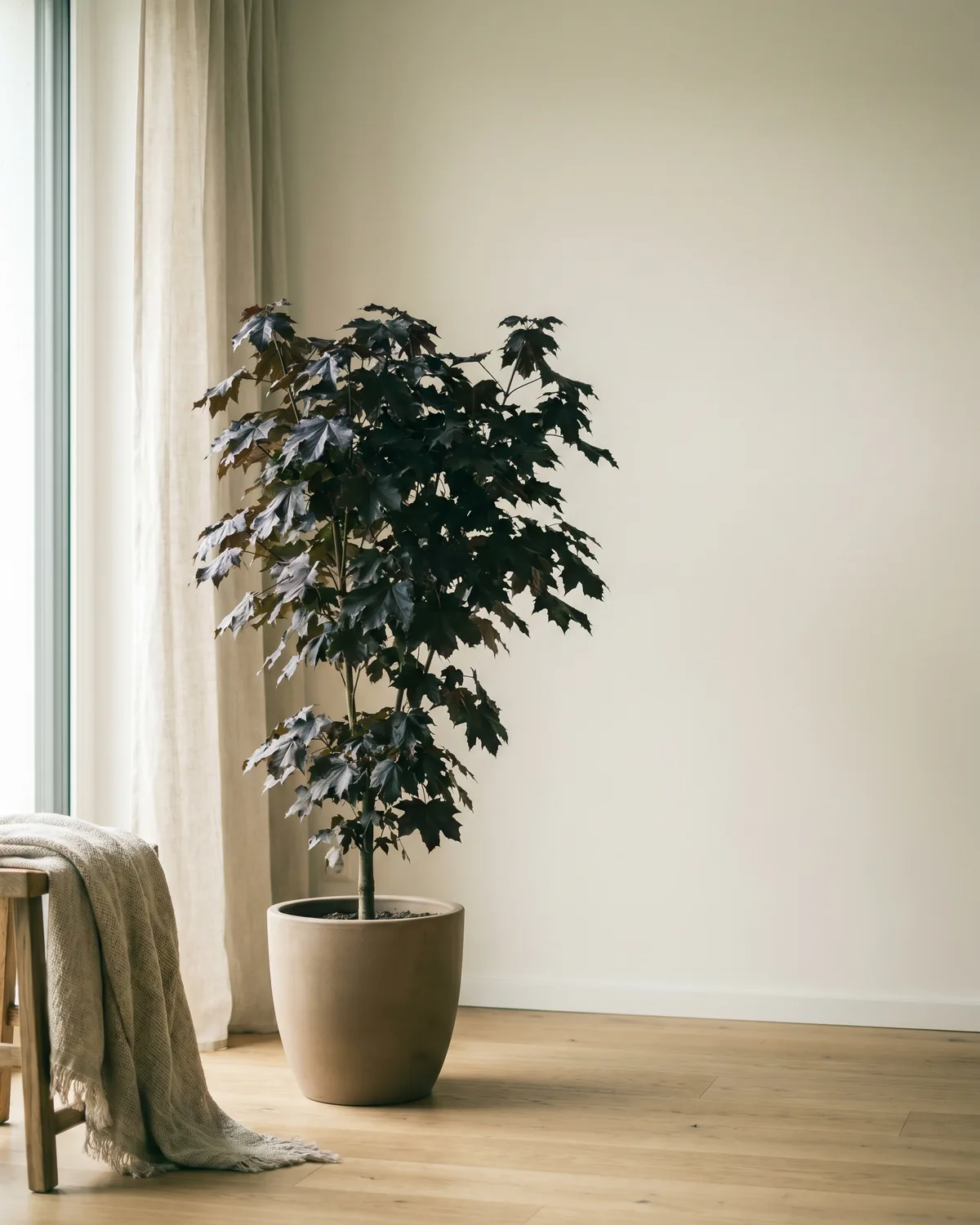 Blutahorn – Hauptbild