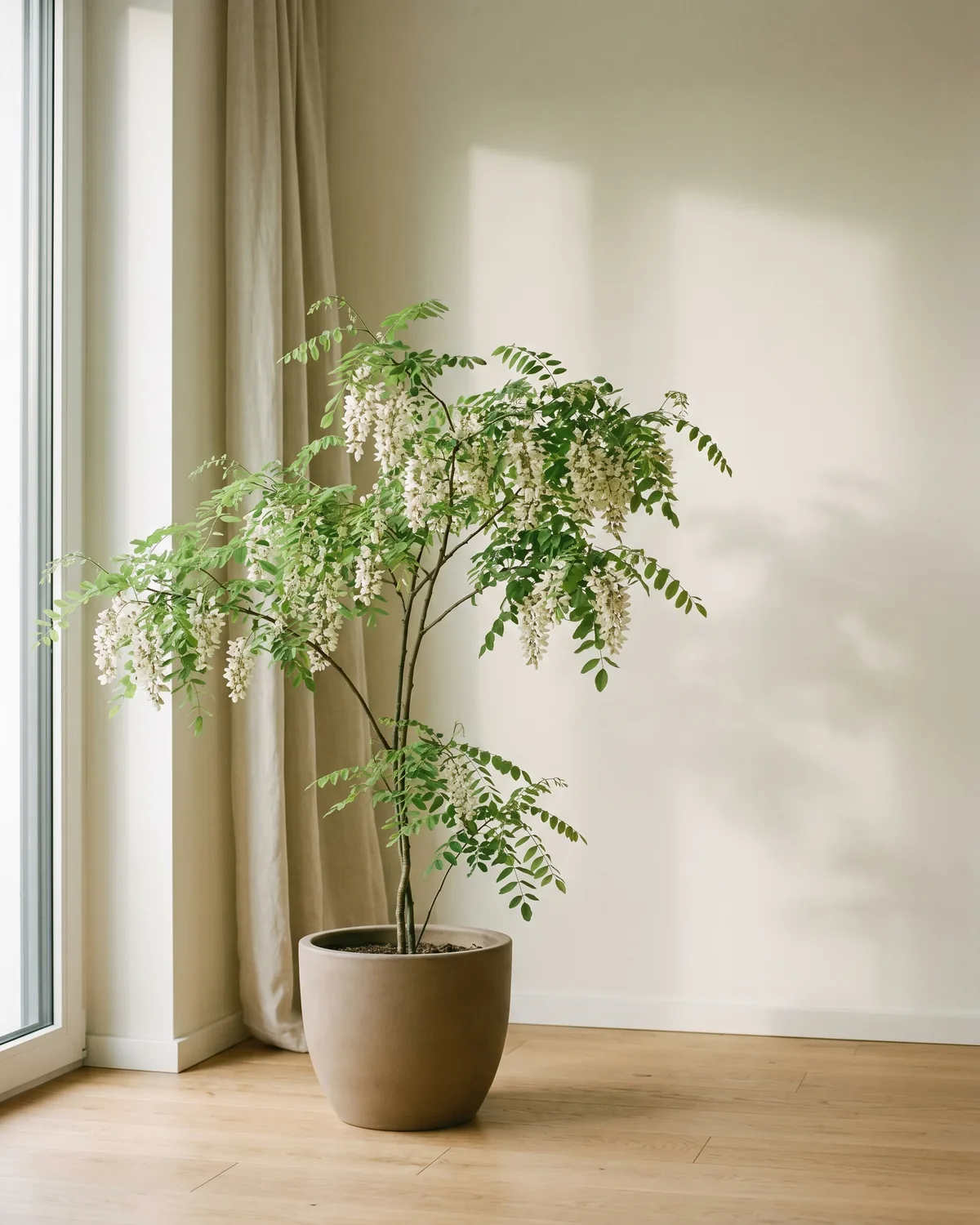 Akazie – Hauptbild