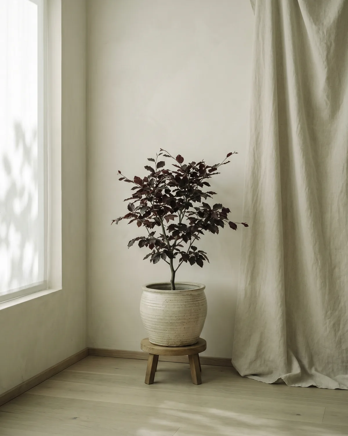 Blutbuche – Hauptbild