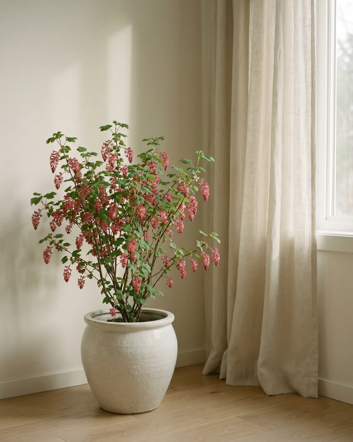 Blutjohannisbeere – Hauptbild